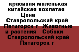   красивая маленькая китайская хохлатая › Цена ­ 4 555 - Ставропольский край, Пятигорск г. Животные и растения » Собаки   . Ставропольский край,Пятигорск г.